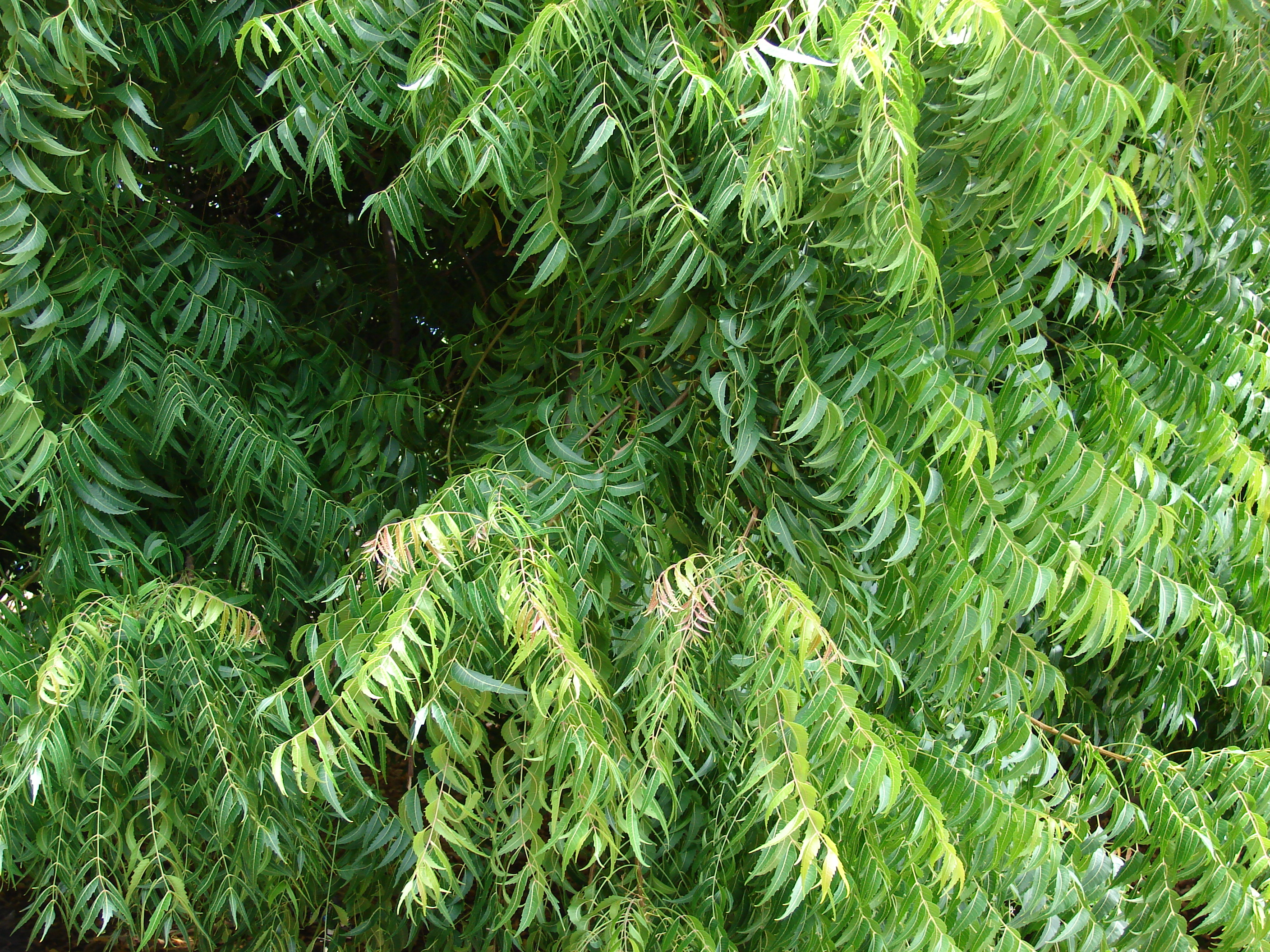 neem photo neem photo